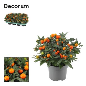 image SOLANUM DECORUM