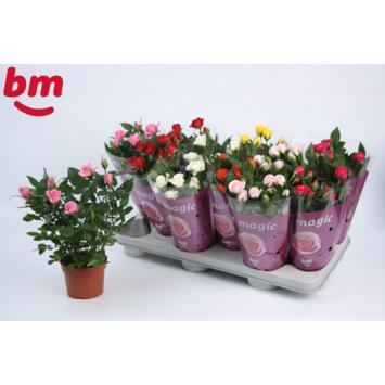 image ROSIER BEAUMONDE VARIES