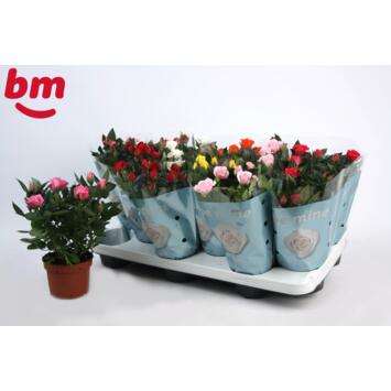 image ROSIER BEAUMONDE VARIES