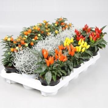 image PLANTES EXT D AUTOMNE