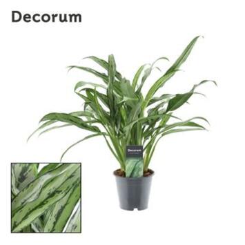 image AGLAONEMA CUTLASS