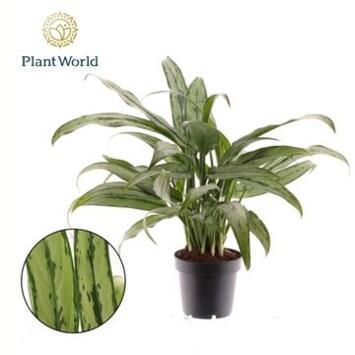 image AGLAONEMA CUTLASS