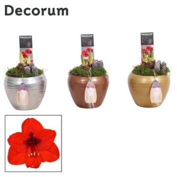 image AMARYLLIS 2TIGES CERAM DECO
