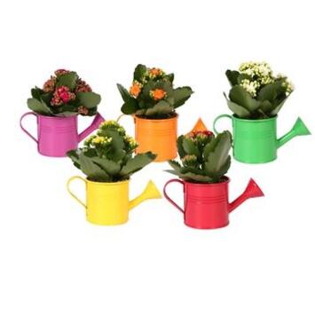 image KALANCHOE FL DBLE ARROSOIR ZINC