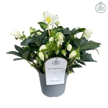 image HELLEBORE JASPER