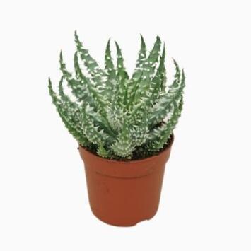 image ALOE HUMILIS