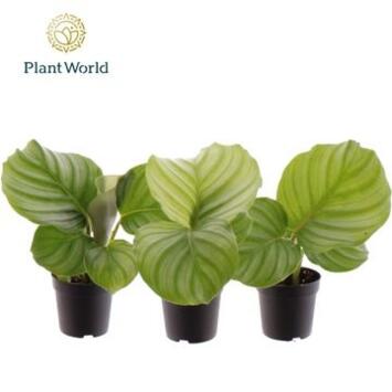 image CALATHEA ORBIFOLIA