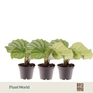 image CALATHEA ORBIFOLIA