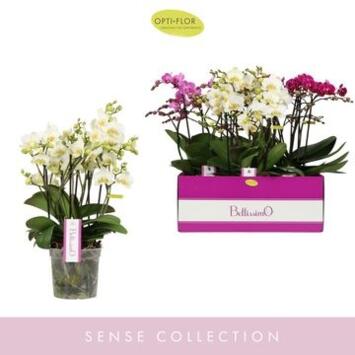image PHALAENOPSIS 4BR BELLISIMO