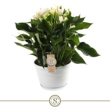 image ANTHURIUM ANDREANUM BLANC CHAMPION COUPE