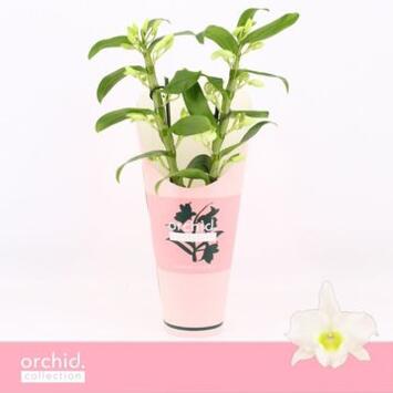 image DENDROBIUM 2BR NOBILE BLANC APOLLON