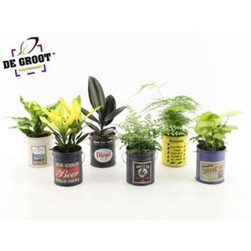 image PLANTES VERTES VARIEES ZINC