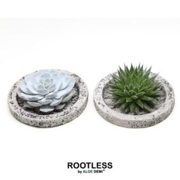 image SUCCULENTE PLATEAU MINERAL