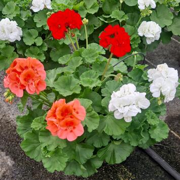image GERANIUM ZONAL 3COULEURS