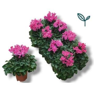image CYCLAMEN SUPER SERIE ROSE