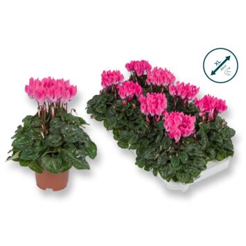 image CYCLAMEN SUPER SERIE ROSE