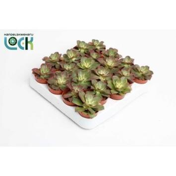 image AEONIUM TRICOLOR