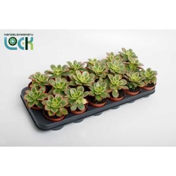 image AEONIUM TRICOLOR