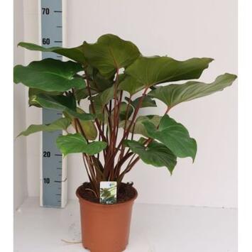 image HOMALOMENA