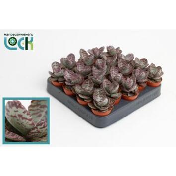 image KALANCHOE ZEBRA