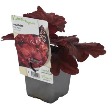 image HEUCHERA FIRE ALARM