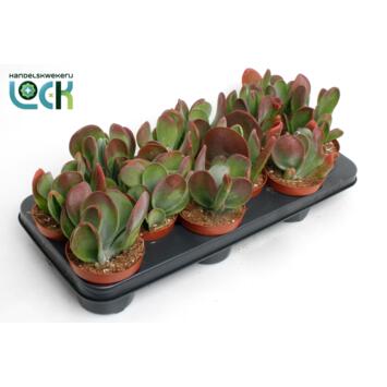 image KALANCHOE  ORICULA