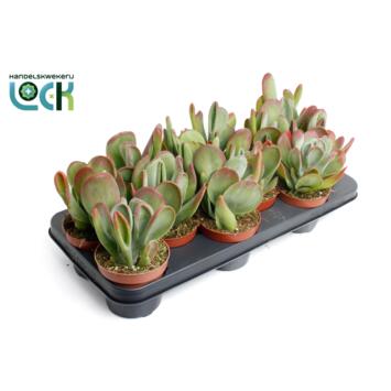 image KALANCHOE  ORICULA