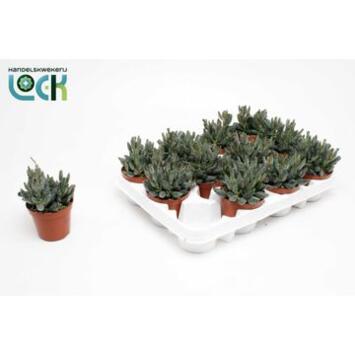image ADROMISCHUS COOPERII