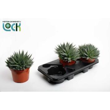 image ALOE ARISTATA