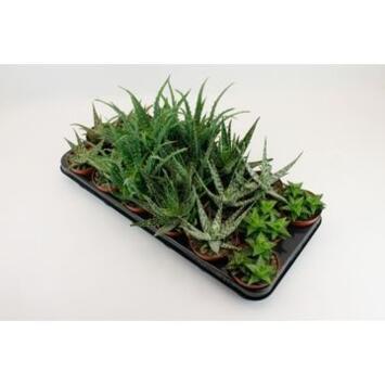 image ALOE VARIE