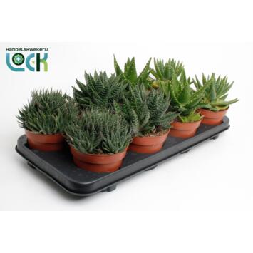 image ALOE VARIE