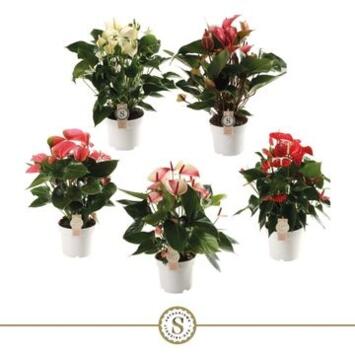 image ANTHURIUM ANDREANUM CHAMPION