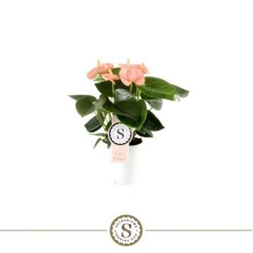 image ANTHURIUM ANDREANUM SPIRIT