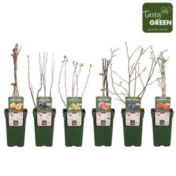 image FRUITIERS VARIES