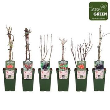 image FRUITIERS VARIES