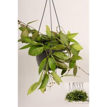 image HOYA CARNOSA GRACILIS SUSP