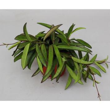 image HOYA WAYETII