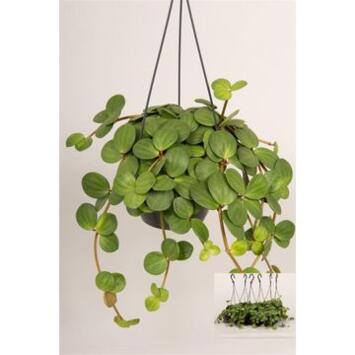 image PEPEROMIA HOPE SUSP