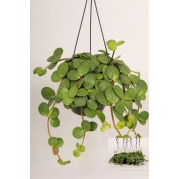image PEPEROMIA HOPE SUSP