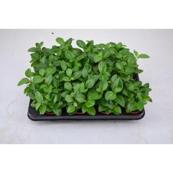 image PEPEROMIA PIXIE