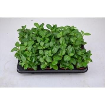 image PEPEROMIA PIXIE