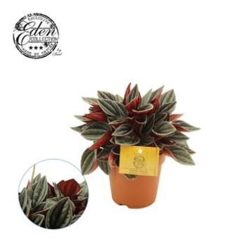 image PEPEROMIA SANTORINI