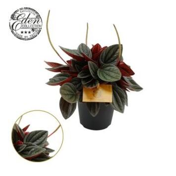 image PEPEROMIA SANTORINI