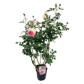 image ROSIER CYCLAMEN P RONSARD PALISSE