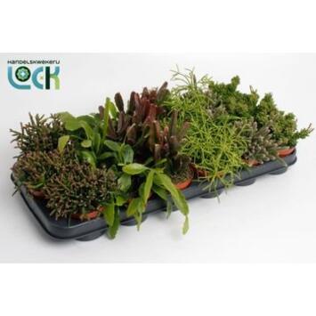image RHIPSALIS VARIES