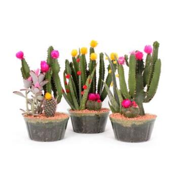 image COMPO CACTUS FIESTA