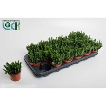 image CRASSULA HORN TREE