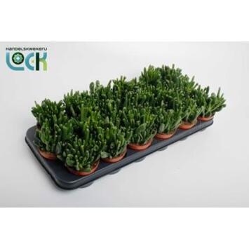 image CRASSULA HORN TREE