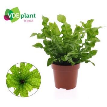 image ASPLENIUM CRISPY WAVE