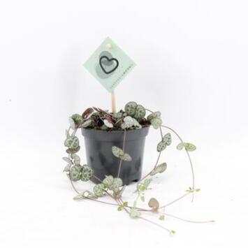 image CEROPEGIA WOODII